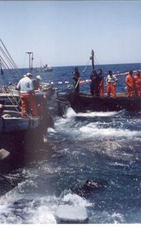 Bild von Barbate Bild von Barbate
