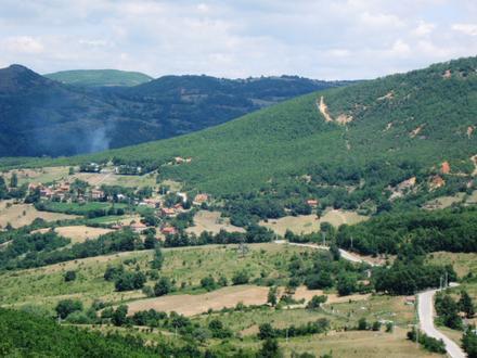 Bild von Boletin