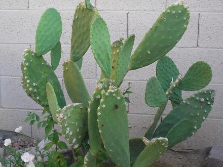 Image of Los Haro