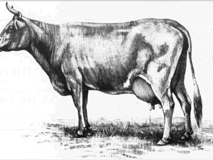 Image of Lily Flagg