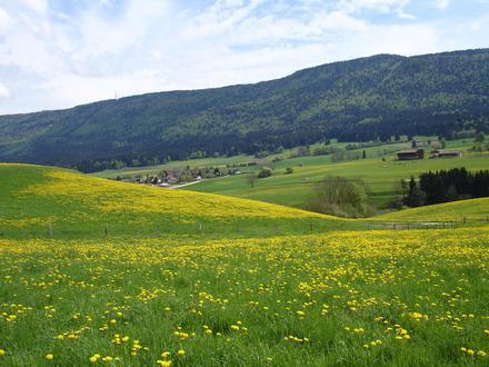 Bild von Malleray