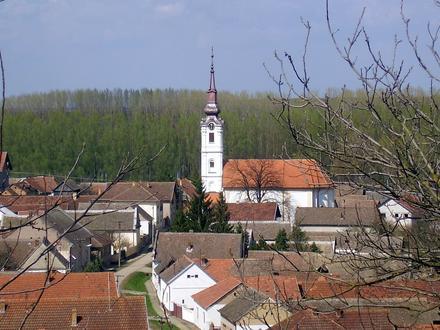 Neszt képe Neszt képe