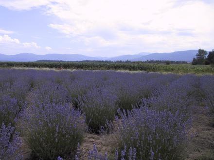 Afbeelding van Sequim