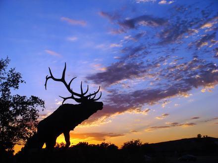 Bild von Elk Grove