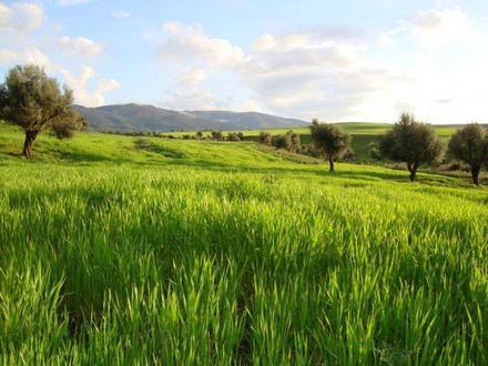 Image of El Taref
