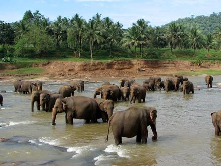 Bild von Pinnawala Bild von Pinnawala