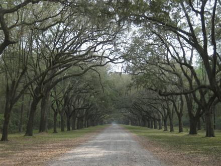 Image of Wormsloe Historic Site Image of Wormsloe Historic Site