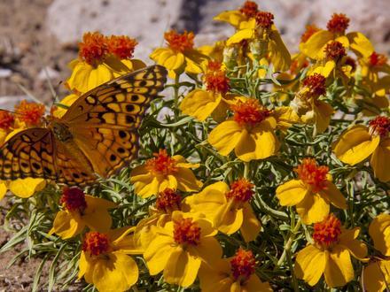 Bild von Hatch (New Mexico)