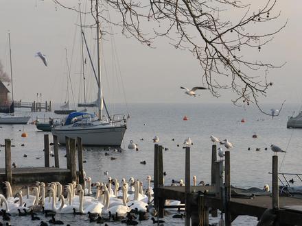 Bild von Riesbach Bild von Riesbach