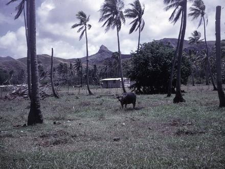 Image de Merizo