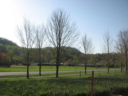 Afbeelding van Cullowhee Afbeelding van Cullowhee