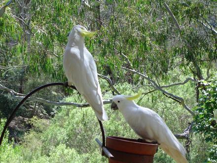Bild von Warrandyte