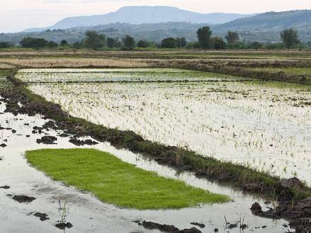 Image of Karonga Image of Karonga