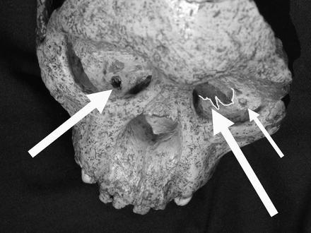 Bild von Taung Bild von Taung