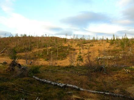 Billede af Selfors