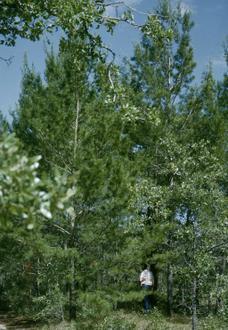 Image of Chipola, Florida