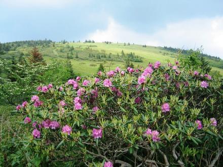Imatge de Roan Mountain