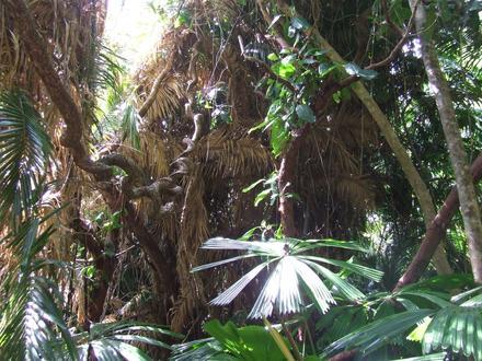 Bild von Cape Tribulation