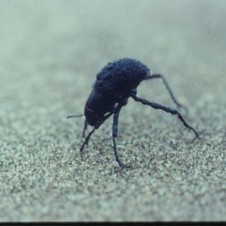 Image of Gobabeb Image of Gobabeb