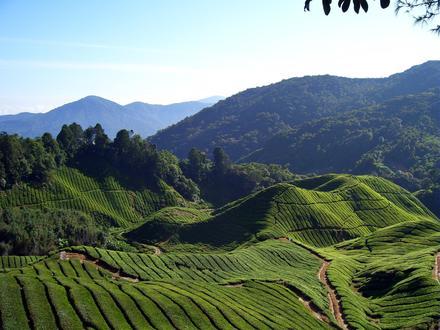 Bild von Cameron Highlands