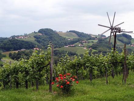 Image of Sausal Image of Sausal