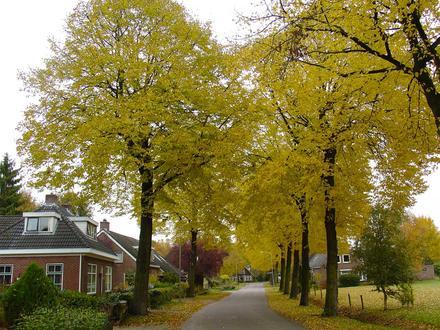 Afbeelding van Elp Afbeelding van Elp