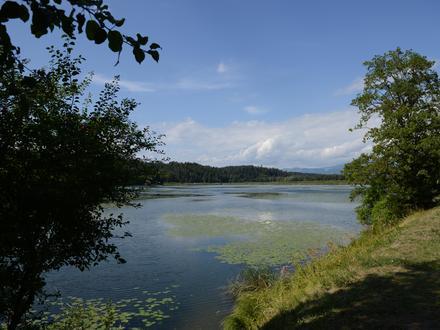 Bild von Gösselsdorfer See Bild von Gösselsdorfer See