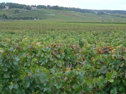 Slika Beaune Slika Beaune