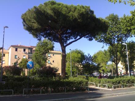 Immagine Acilia Immagine Acilia