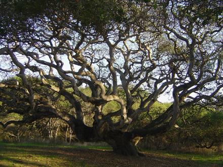 Imagen de Live Oak (condado de Santa Cruz, California) Imagen de Live Oak (condado de Santa Cruz, California)