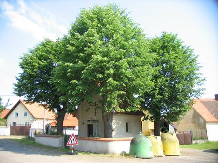 Bild von Domoraz