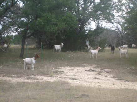 Immagine Goldthwaite