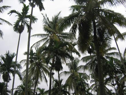 Tiptūr Image