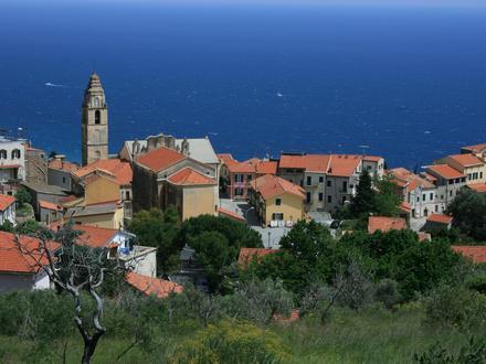 Immagine Cipressa Immagine Cipressa