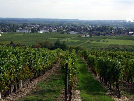 Image of Bourgueil Image of Bourgueil