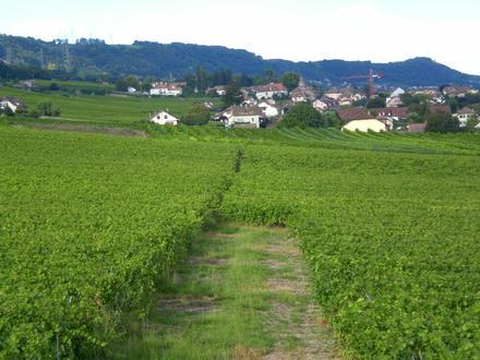 Image of Vinzel Image of Vinzel