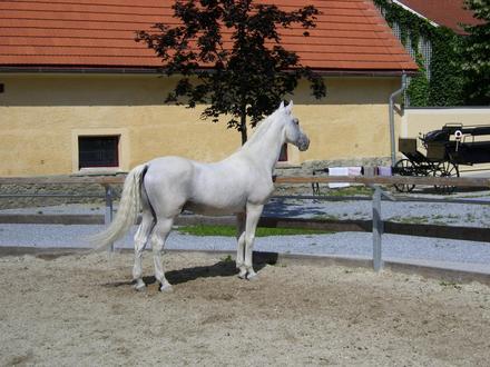 Image de Haras de Piber
