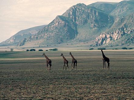 تصویر مالامبو تصویر مالامبو