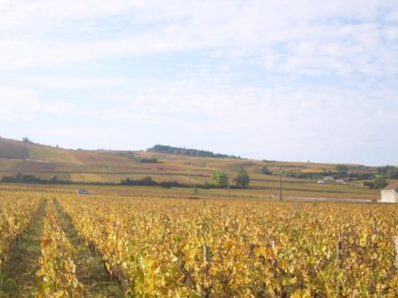 Image of Pommard wine Image of Pommard wine