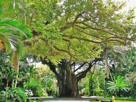 Immagine Coconut Grove