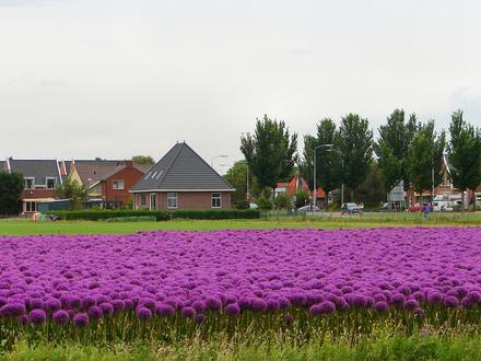 Afbeelding van Limmen Afbeelding van Limmen