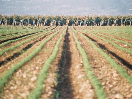 Image of Sa'ar Image of Sa'ar