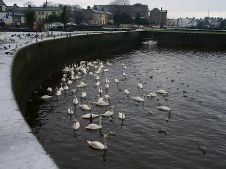 Imagen de Claddagh