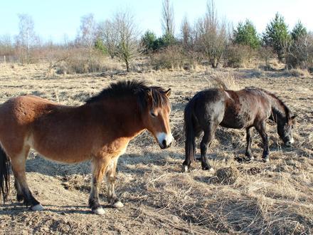 Afbeelding van Milovice (okres Nymburk) Afbeelding van Milovice (okres Nymburk)
