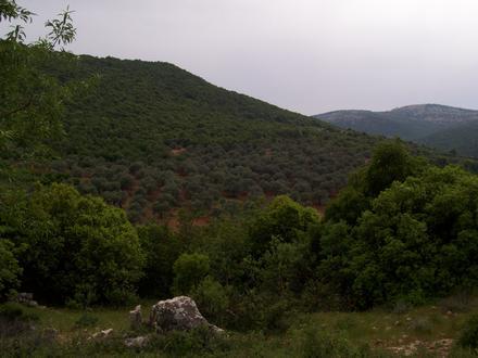 Image of Ain Janna