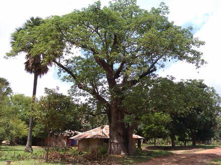 Image of Bagaya Image of Bagaya