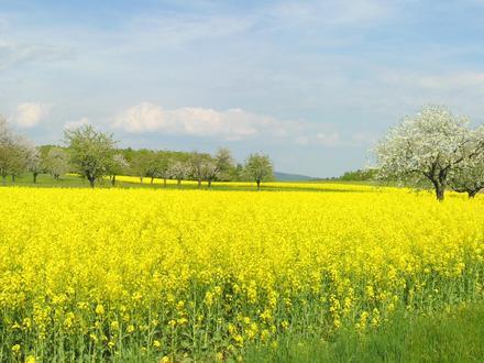 Bild von Büttenhardt