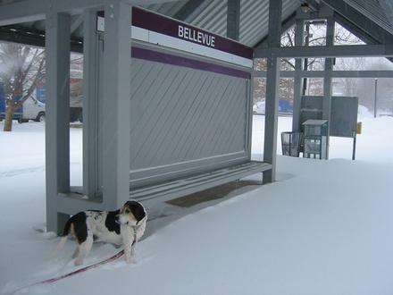 Image of Bellevue (MBTA station)