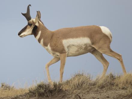 Image of Bill, Wyoming