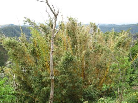 Image de Ahuachapán